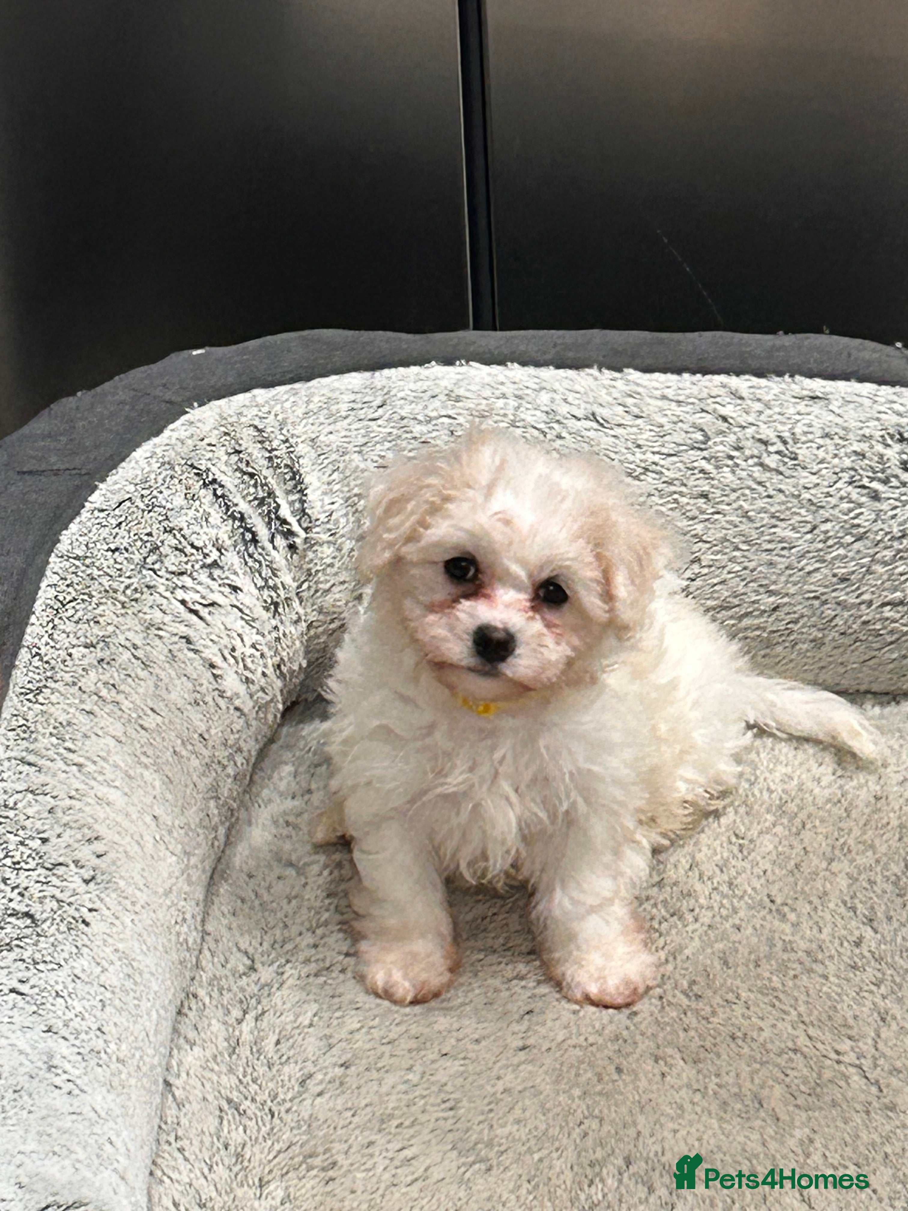 Mixed Breed dogs 1 beautiful female Maltichon puppy left.  - Advert 5