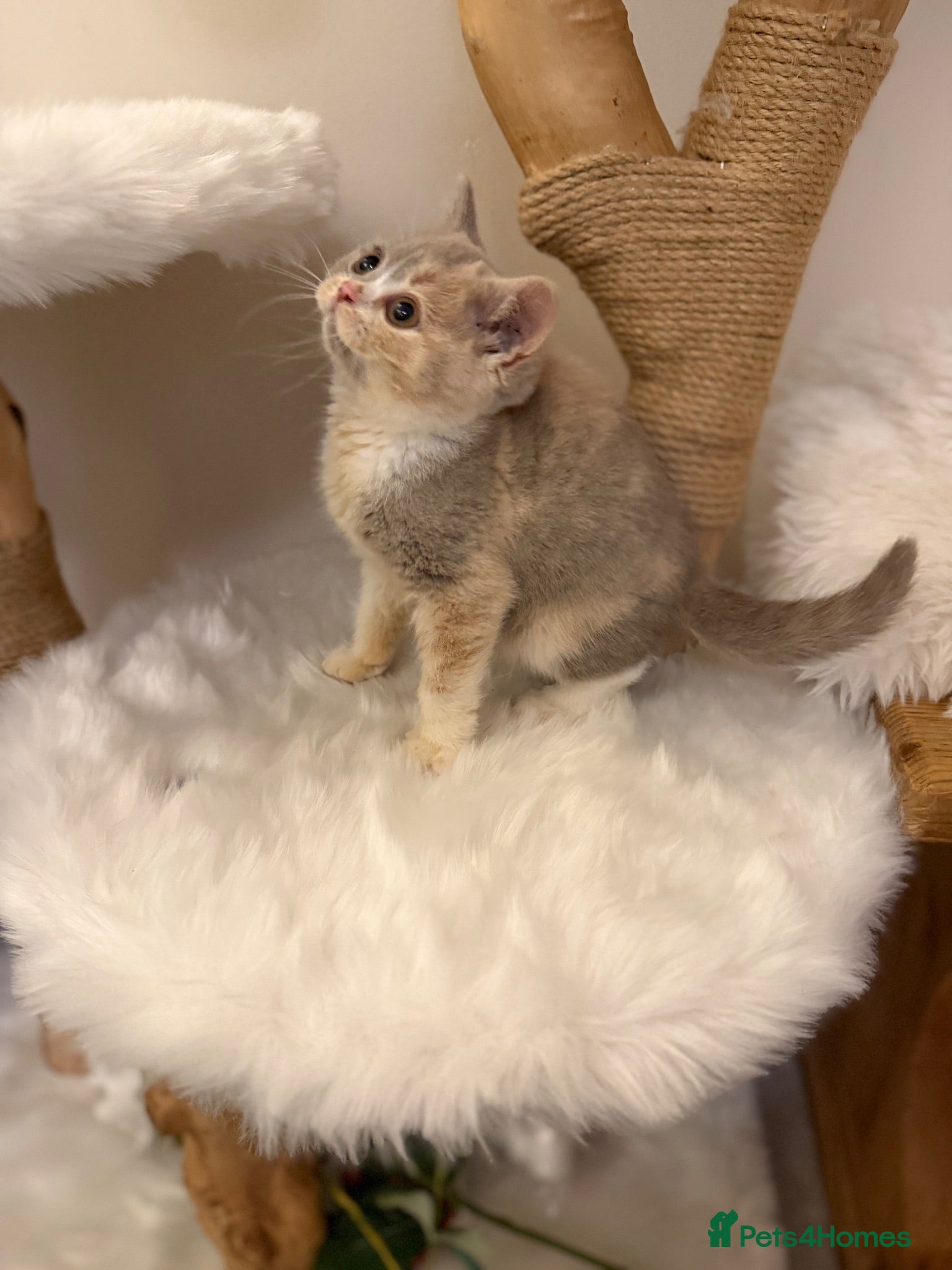 British Shorthair cats FULL PEDIGREE REGISTERED BSH - Advert 2