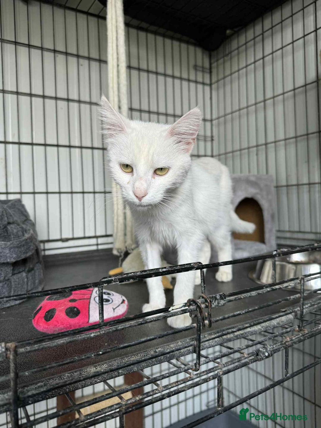 Mixed Breed cats for adoption: Charlotte - Norwich Norfolk   - Advert 5