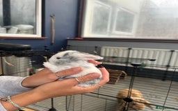 Mini Lop rabbits for sale: Mini lop babies  - Image 5
