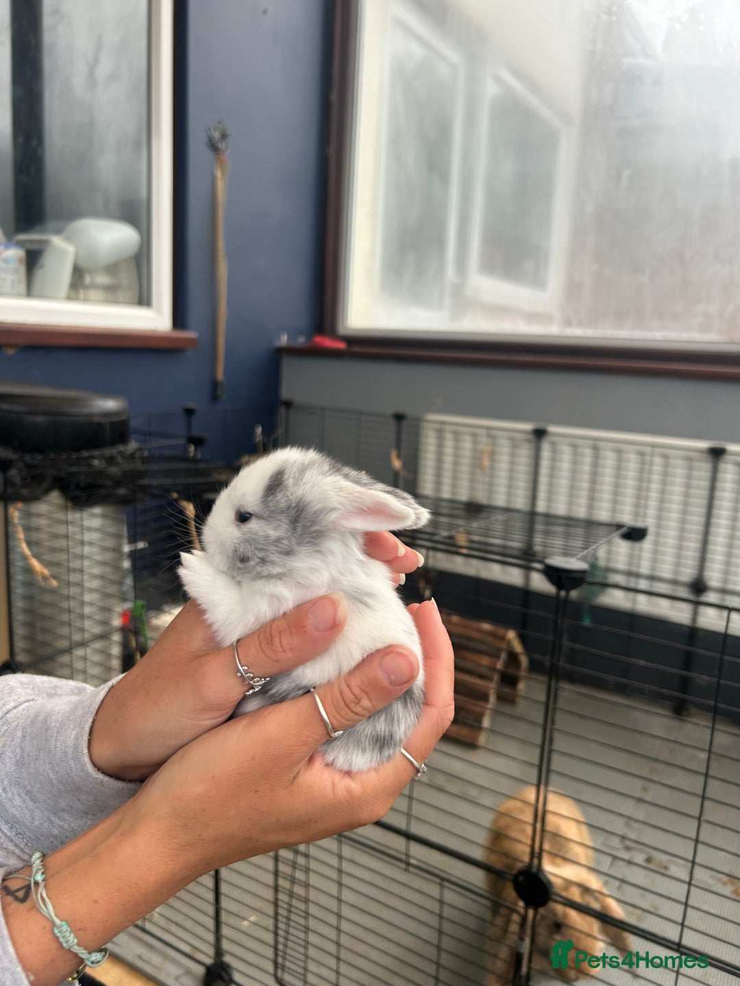 Mini Lop rabbits for sale: Mini lop babies  - Image 5