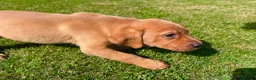 Labrador Retriever dogs for sale: Fox Red KC Registered Labradors 🐾🐾🐾 - Advert 7