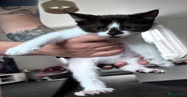 Mixed Breed cats - Advert 8