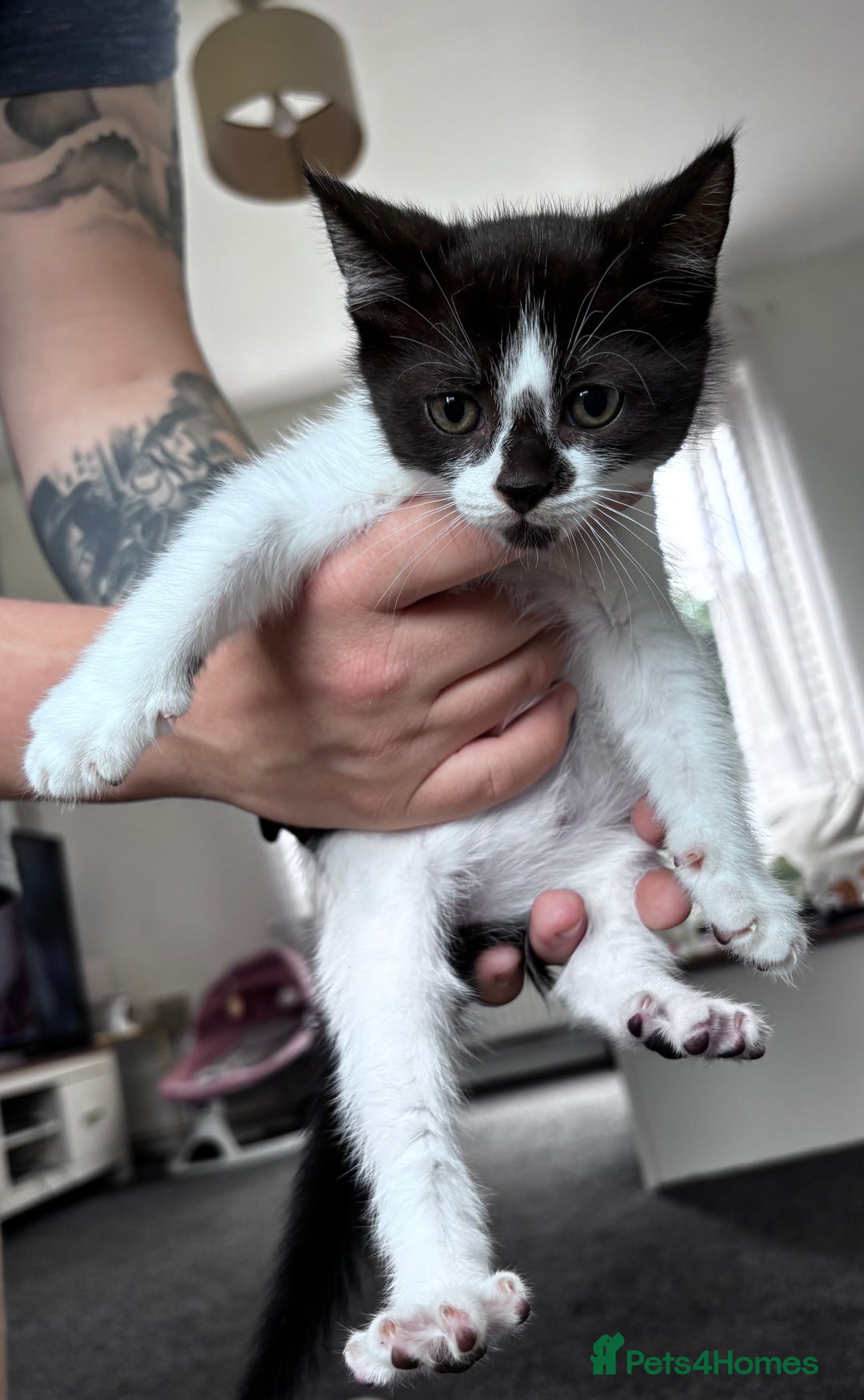 Mixed Breed cats for sale: 5 beautiful kittens looking for their forever home - Image 3