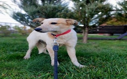 Mixed Breed dogs for adoption: 💖🐶 MILKA 🐶💖 - Advert 6