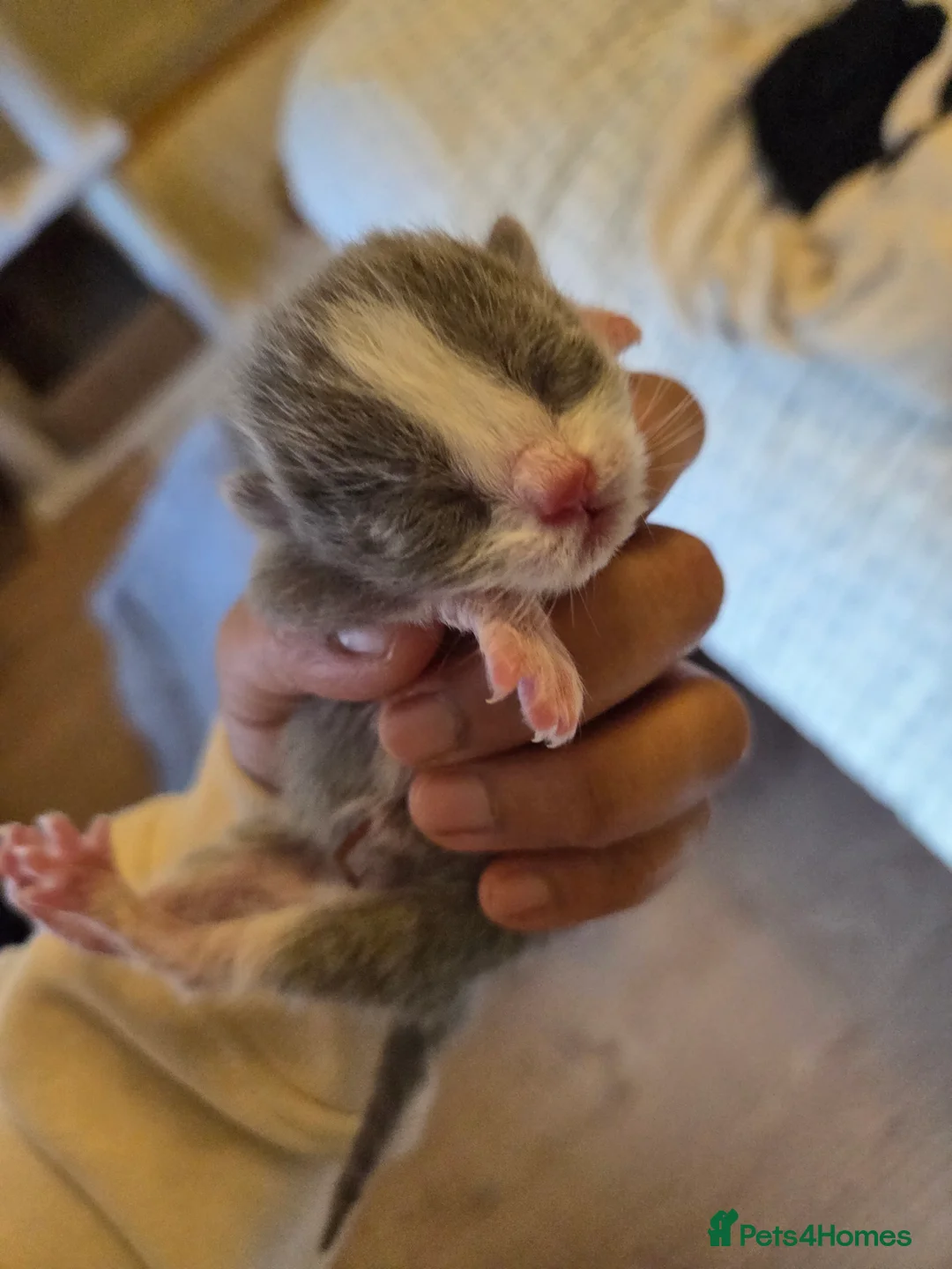 Mixed Breed cats for sale: Mixed breed kittens  - Advert 10