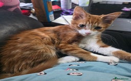 Mixed Breed cats for sale: 'Pumpkin' needs a home - Image 3
