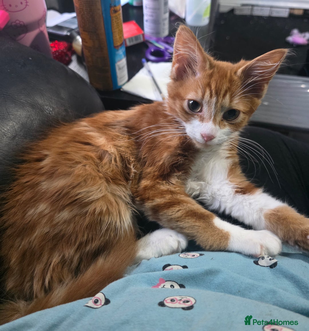 Mixed Breed cats for sale: 'Pumpkin' needs a home - Image 3