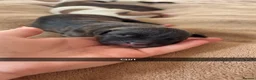 Staffordshire Bull Terrier dogs for sale: Beautiful staffy x pups  - Advert 5