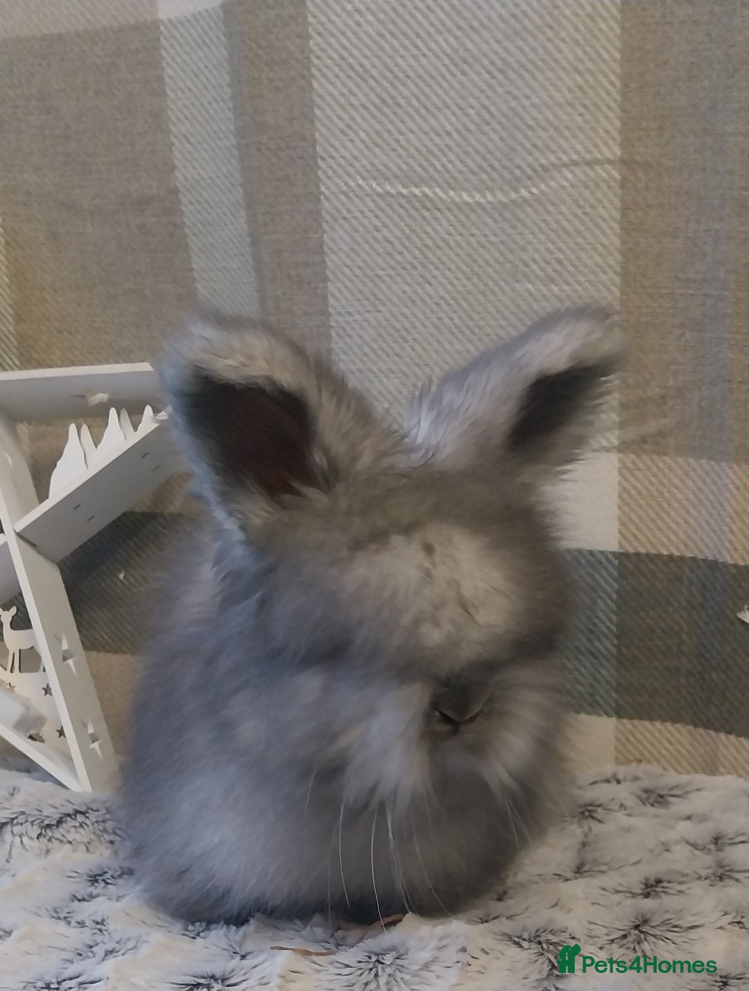 Angora rabbits Beautiful Angora boys  - Advert 5