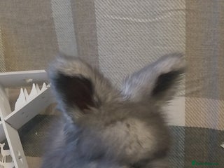 Angora rabbits Beautiful Angora boys - Advert 5