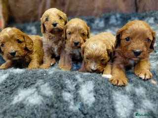Cavapoo dogs Toy Red Cavapoos - Advert 1