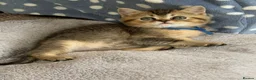 British Shorthair cats for sale: ✨3 CHUNKY BSH TICA REG BOYS✨ - Advert 9