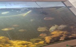 Other/Mixed Breed fish for sale: 5ft fish tank, FX4 filter and all fish - Advert 2