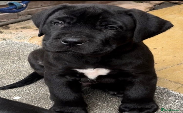 Presa Canario dogs Perro de presa canario - Advert 1