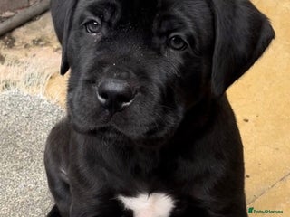 Presa Canario dogs Perro de presa canario - Advert 9