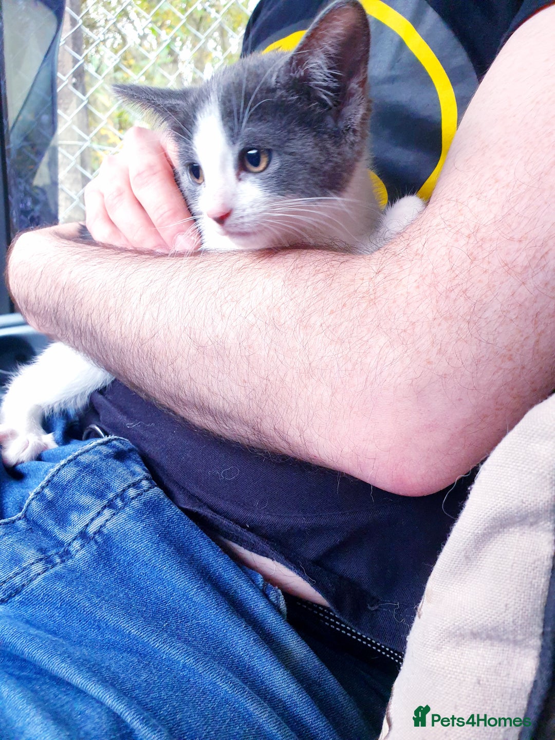 Mixed Breed cats for sale: Rehoming female kitten - Image 2