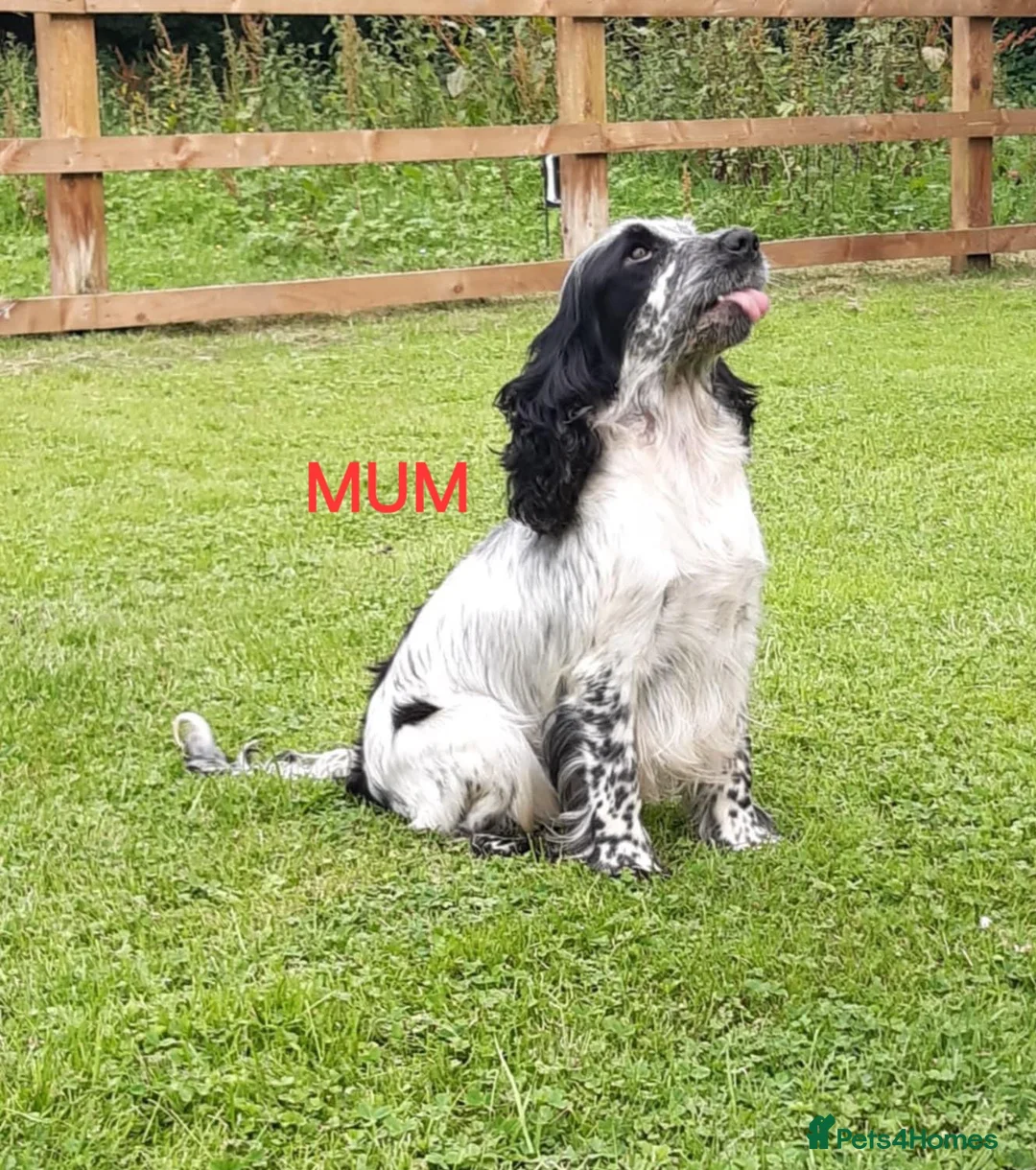 Cocker Spaniel dogs for sale: Health tested cocker spaniel puppies  in Hockley - Advert 8