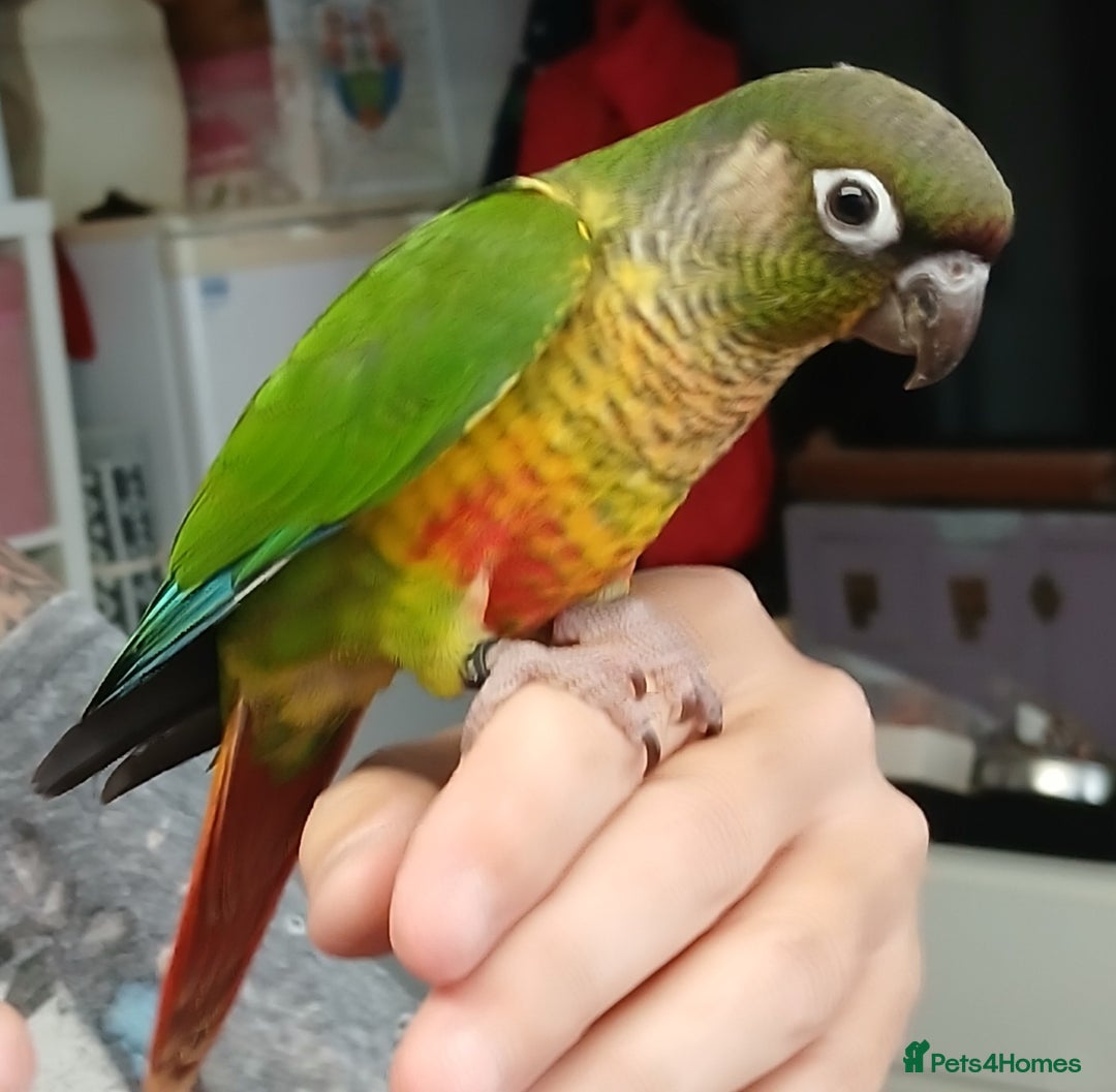 Parakeets birds for sale: Handreared Conures! Kakariki and lovebirds  - Image 3