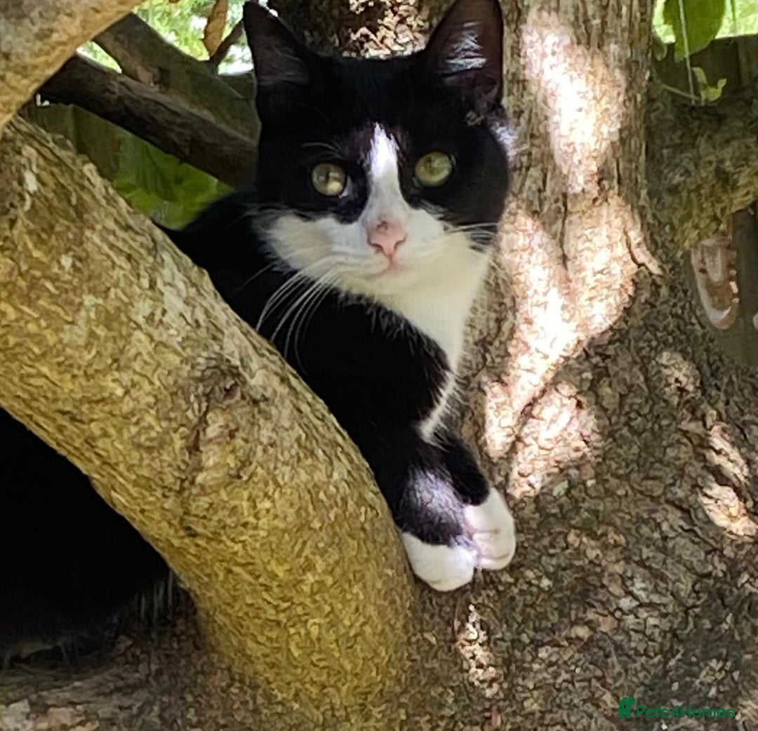 Domestic Shorthair cats for sale: Black & white short hair cat - Advert 2