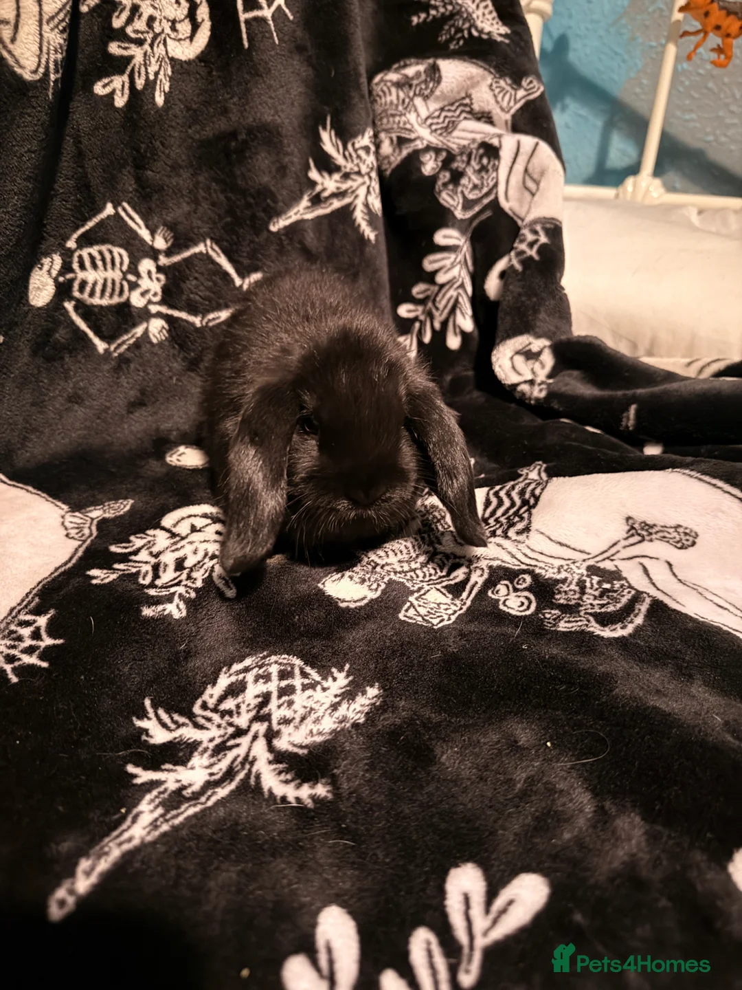 Mini Lop rabbits for sale: 5 beautiful mini lops for sale - Advert 19