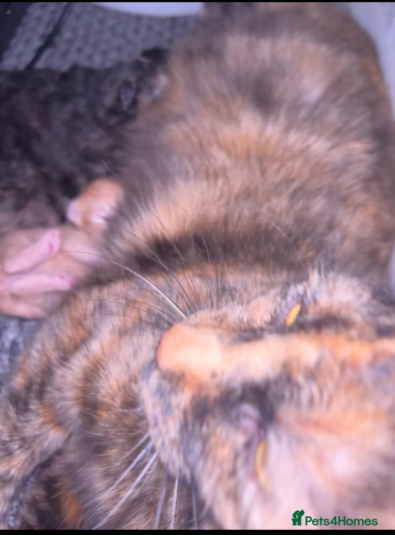 Mixed Breed cats Kittens for good homes  - Advert 3