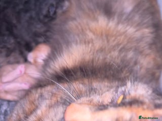 Mixed Breed cats Kittens for good homes - Advert 3