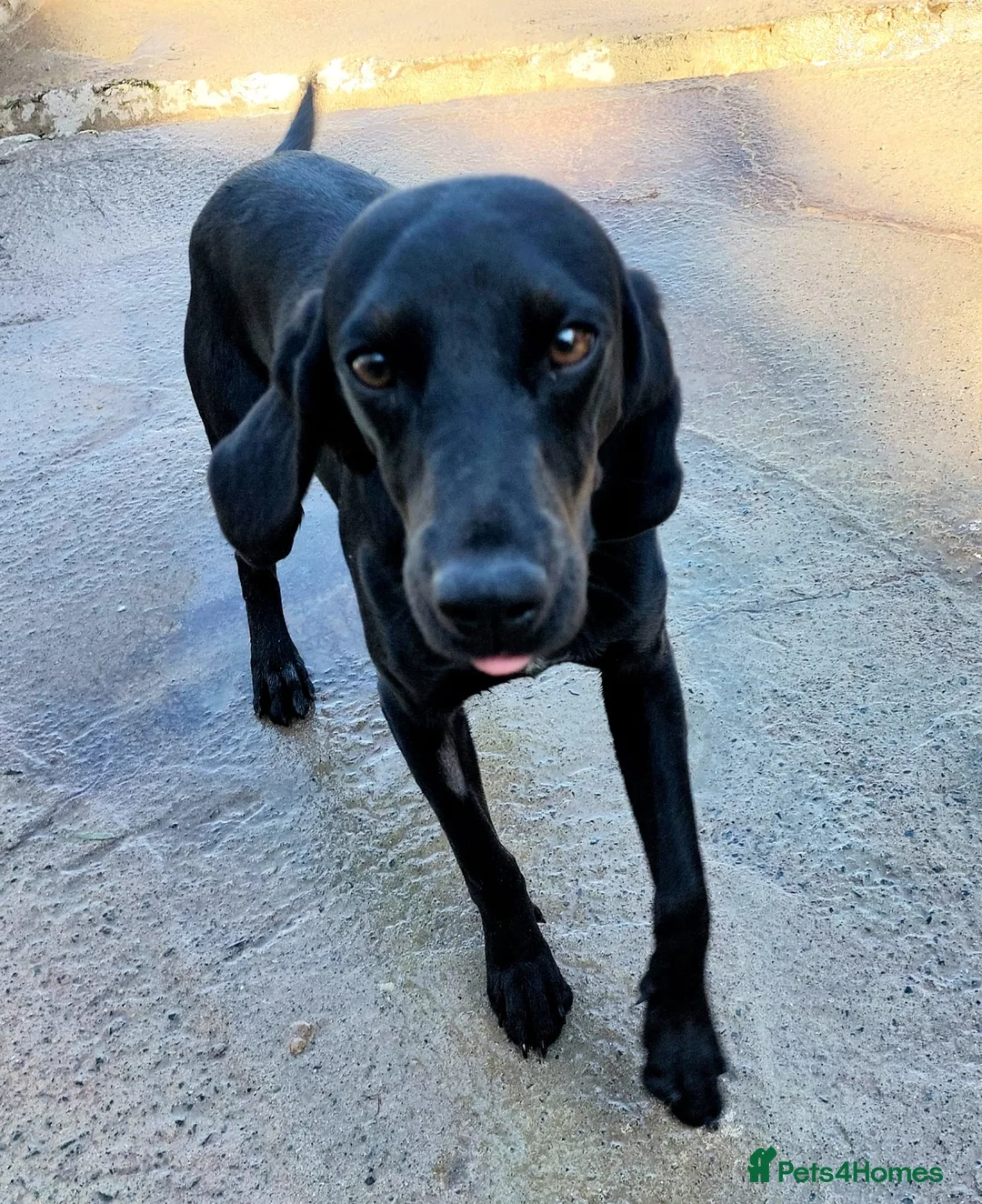 Mixed Breed dogs for adoption: Flora !  Adorable Cypriot Pocket Pointer  - Advert 2