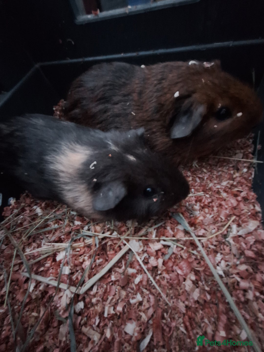 Guinea Pig rodents for sale: 4 Baby male guinea pigs for sale £40 a pair  - Advert 4