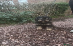 Cavapoo dogs for sale: Female 2 year old cavapoo - Image 1