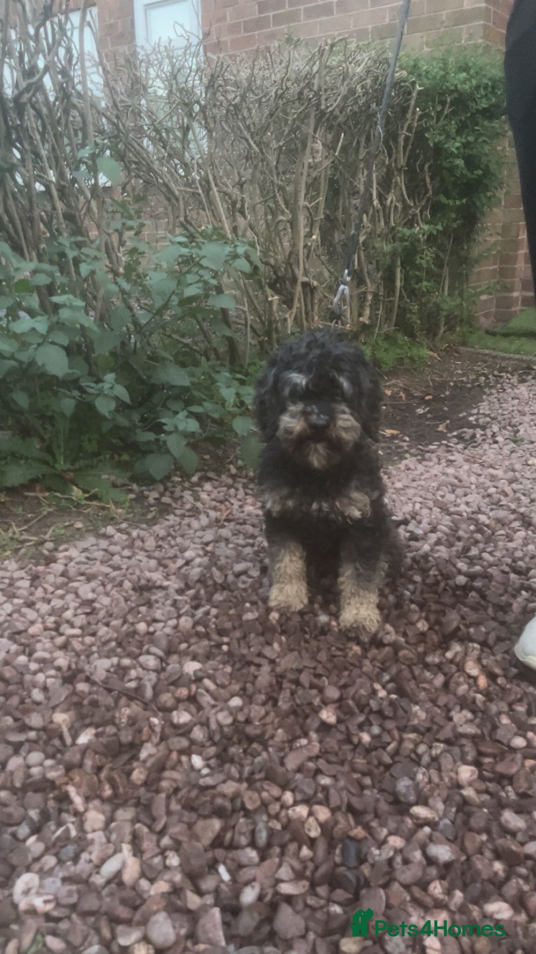 Cavapoo dogs for sale: Female 2 year old cavapoo - Image 1