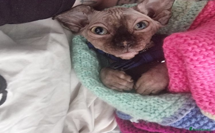 Sphynx cats - Advert 3