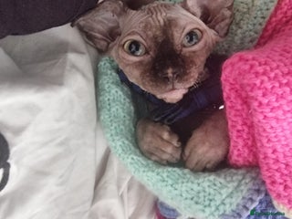 Sphynx cats - Advert 20