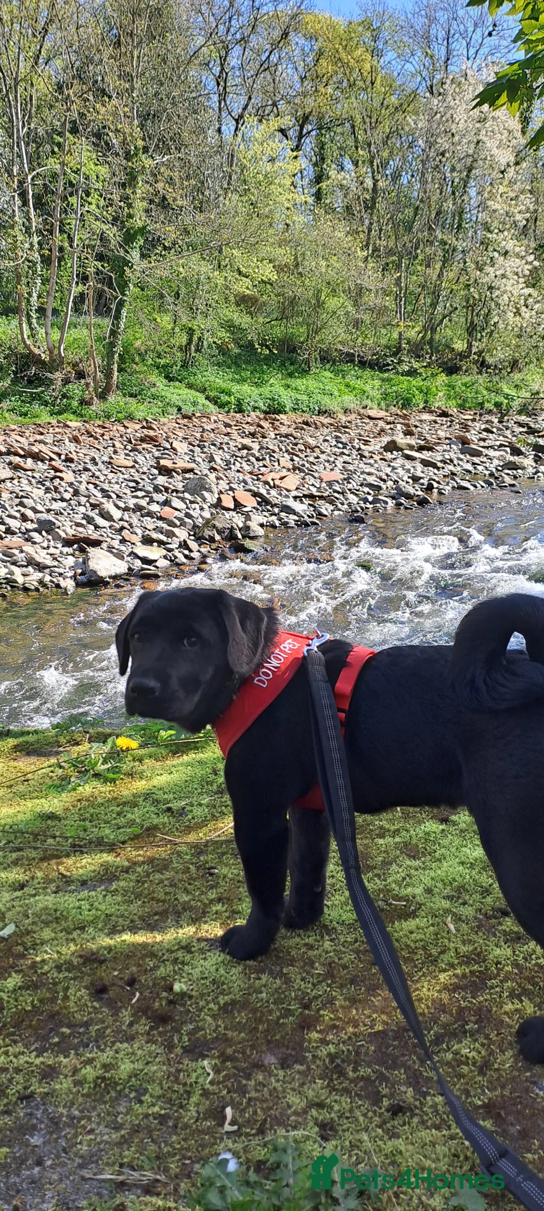 Mixed Breed dogs for sale: Cocker Spaniel x Chow Chow - 6months old. - Advert 2