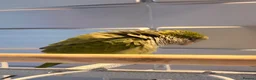Parakeets birds for sale: Quaker parrot (6months old) in Worksop - Advert 6
