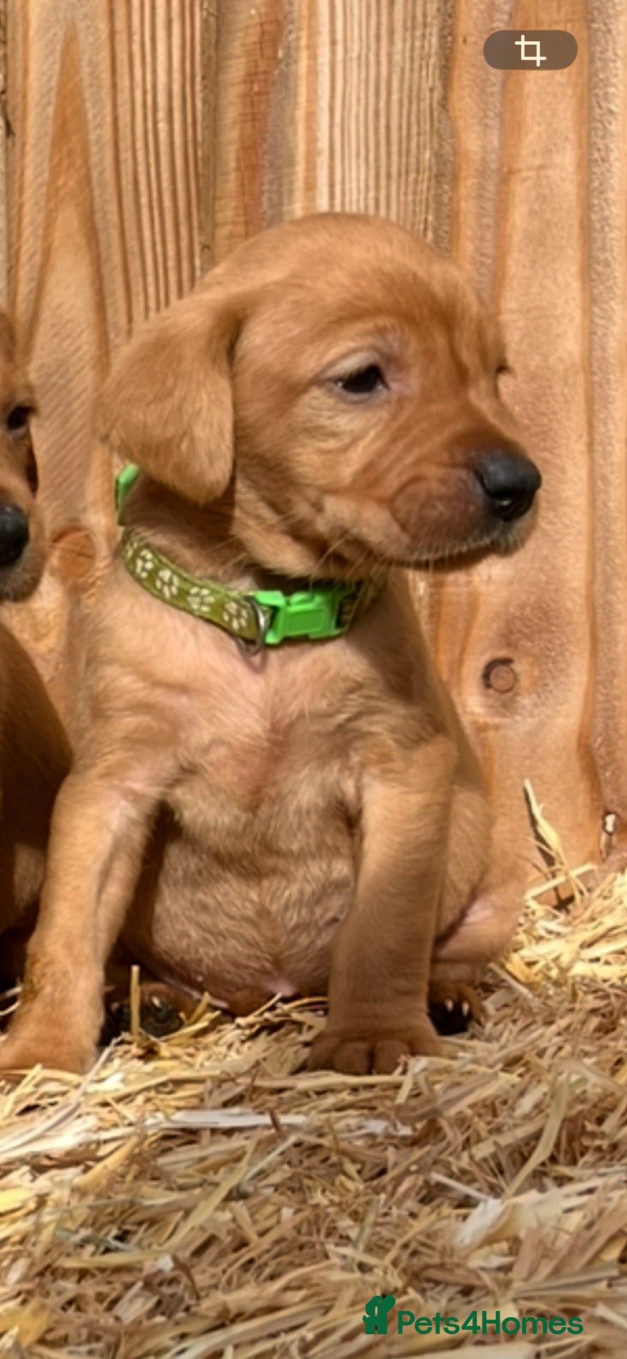 Labrador Retriever dogs for sale: Labrador retriever puppies - Advert 1