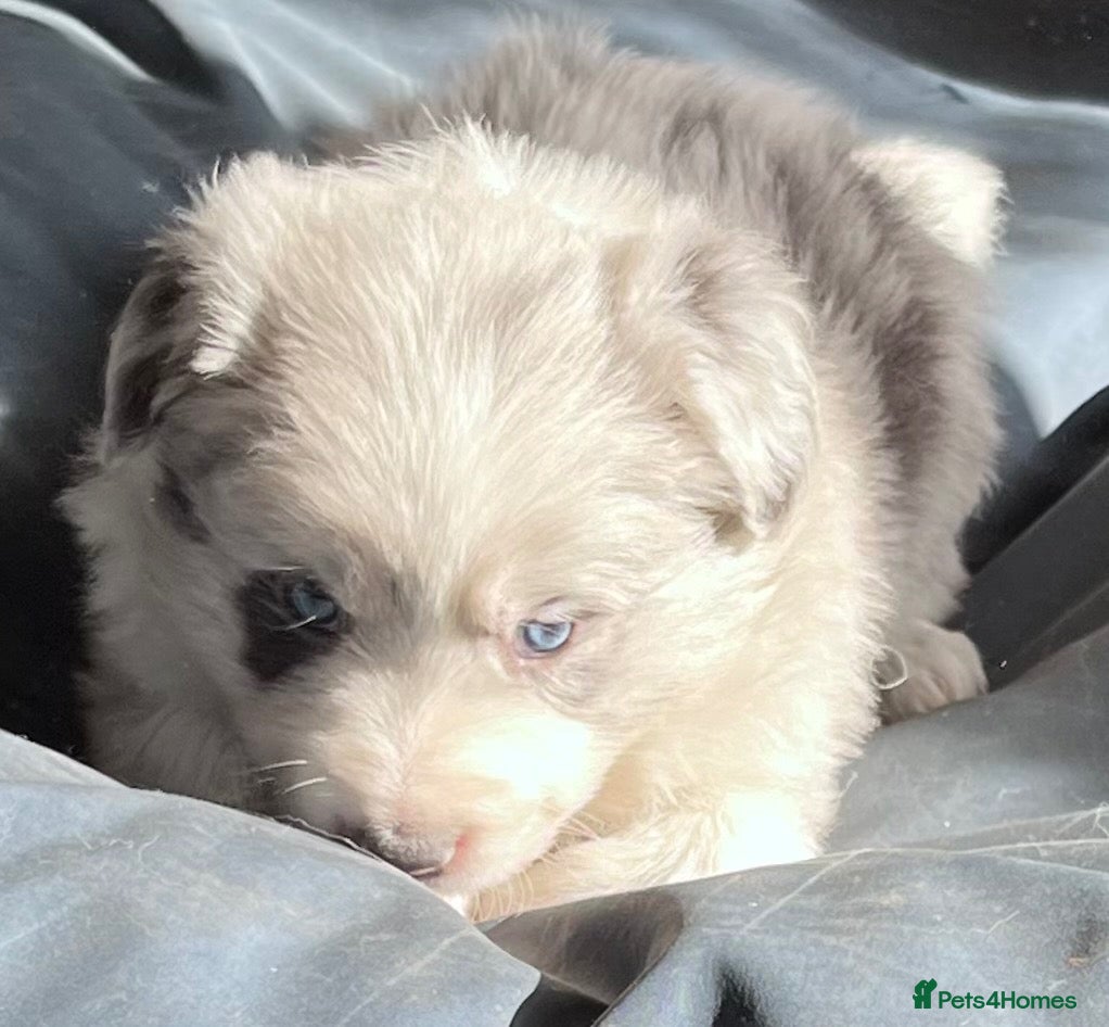 Border Collie dogs Border collie slate merle and blue or lilac pups - Advert 1