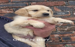 Golden Retriever dogs for sale: KC GOLDEN RETRIEVER PUPPIES HEALTH TESTED PARENTS  - Image 14