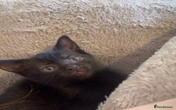 Mixed Breed cats for sale: Black/Black&White Kittens For Sale - Image 13