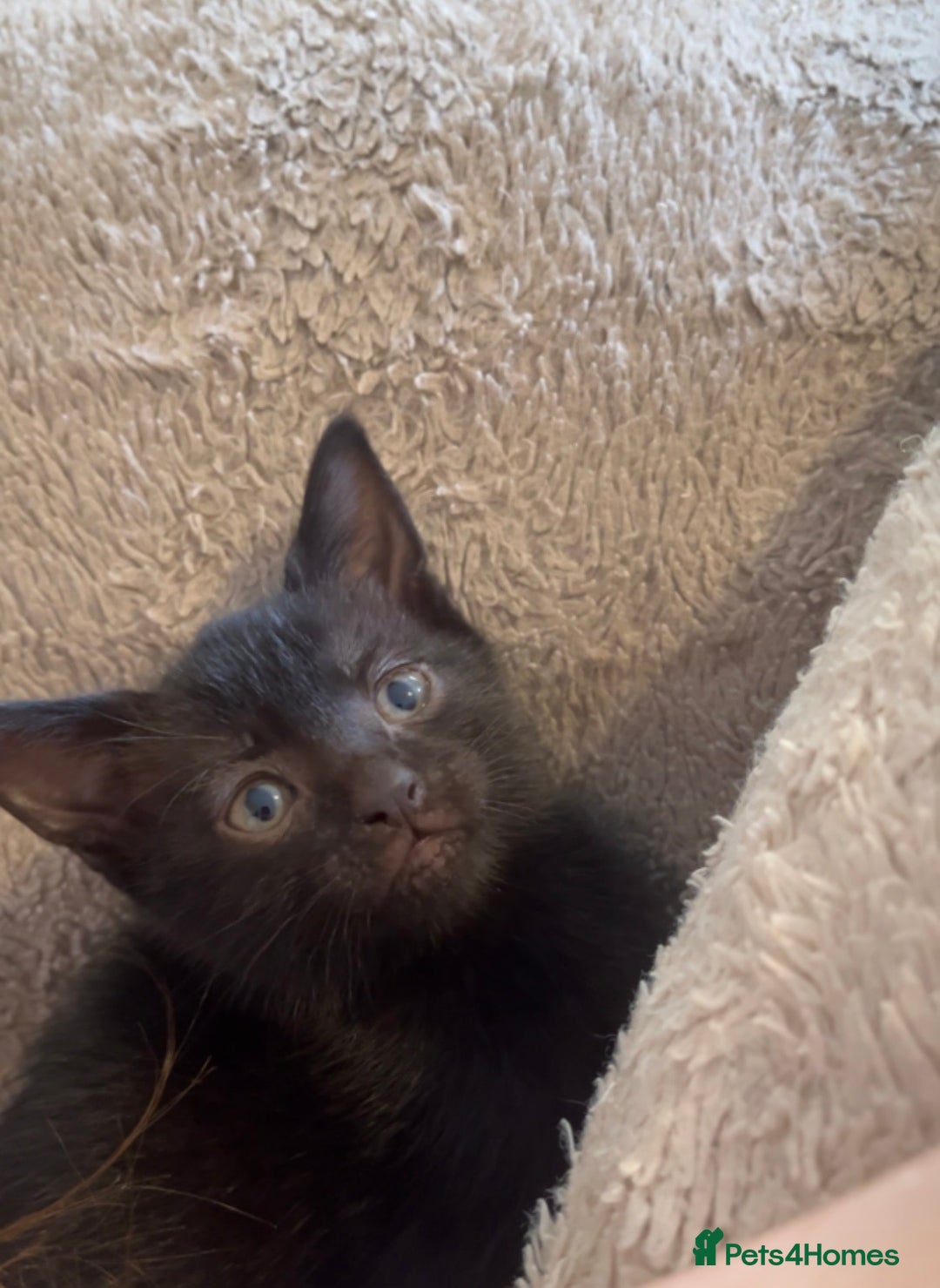 Mixed Breed cats for sale: Black/Black&White Kittens For Sale - Image 13