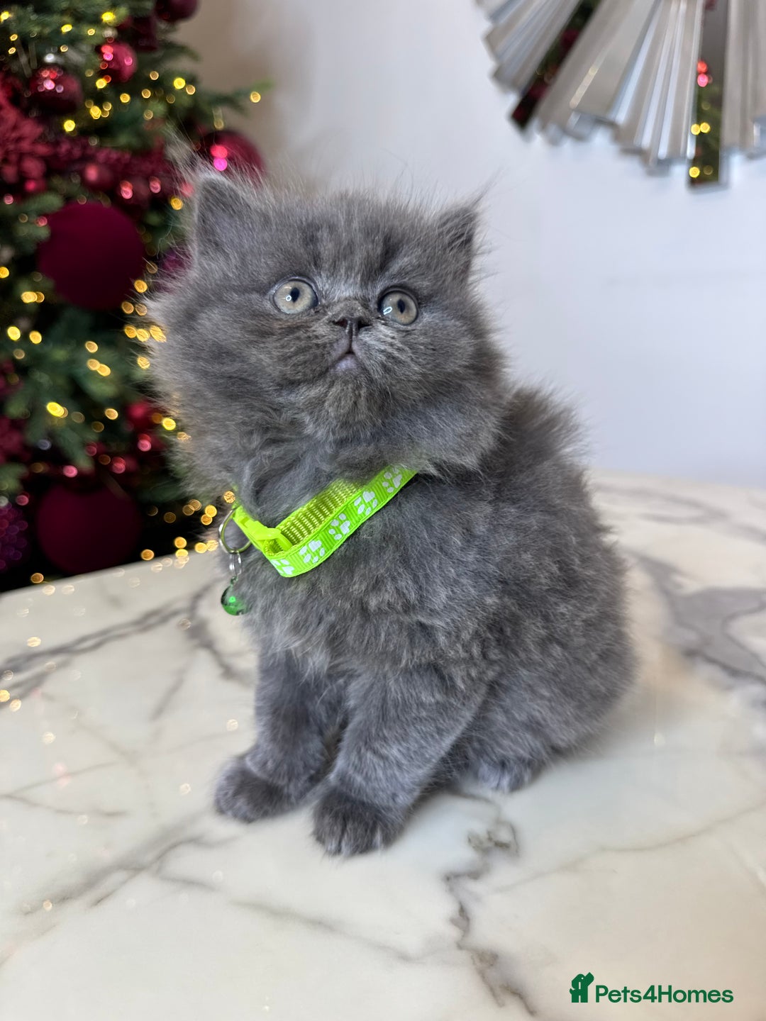 British Shorthair cats for sale: 6 stunning British Shorthair kittens  - Advert 15
