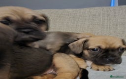 Mixed Breed dogs for sale: Frenchbulldog  cross puppies  - Advert 5