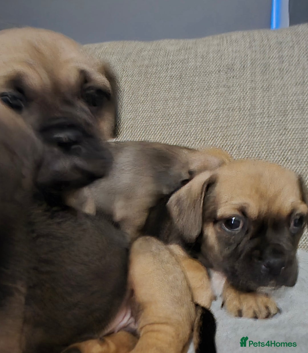 Mixed Breed dogs for sale: Frenchbulldog  cross puppies  - Advert 5