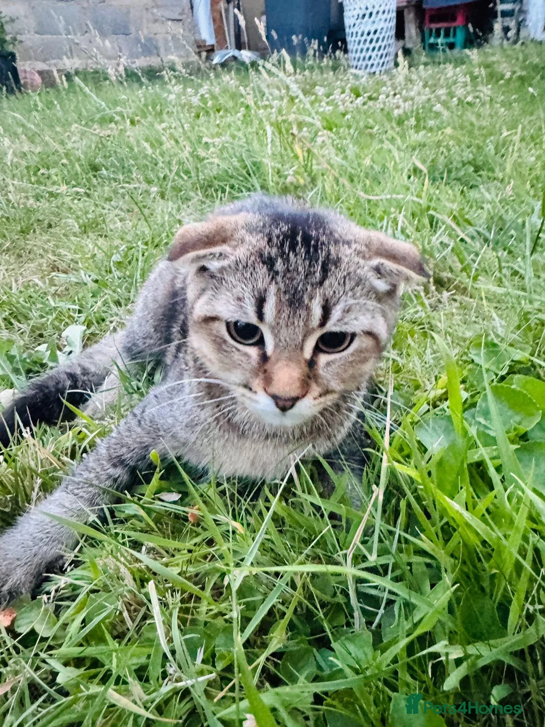 British Shorthair cats for sale: Beautiful Scottish Fold Kittens  in Slough - Advert 7