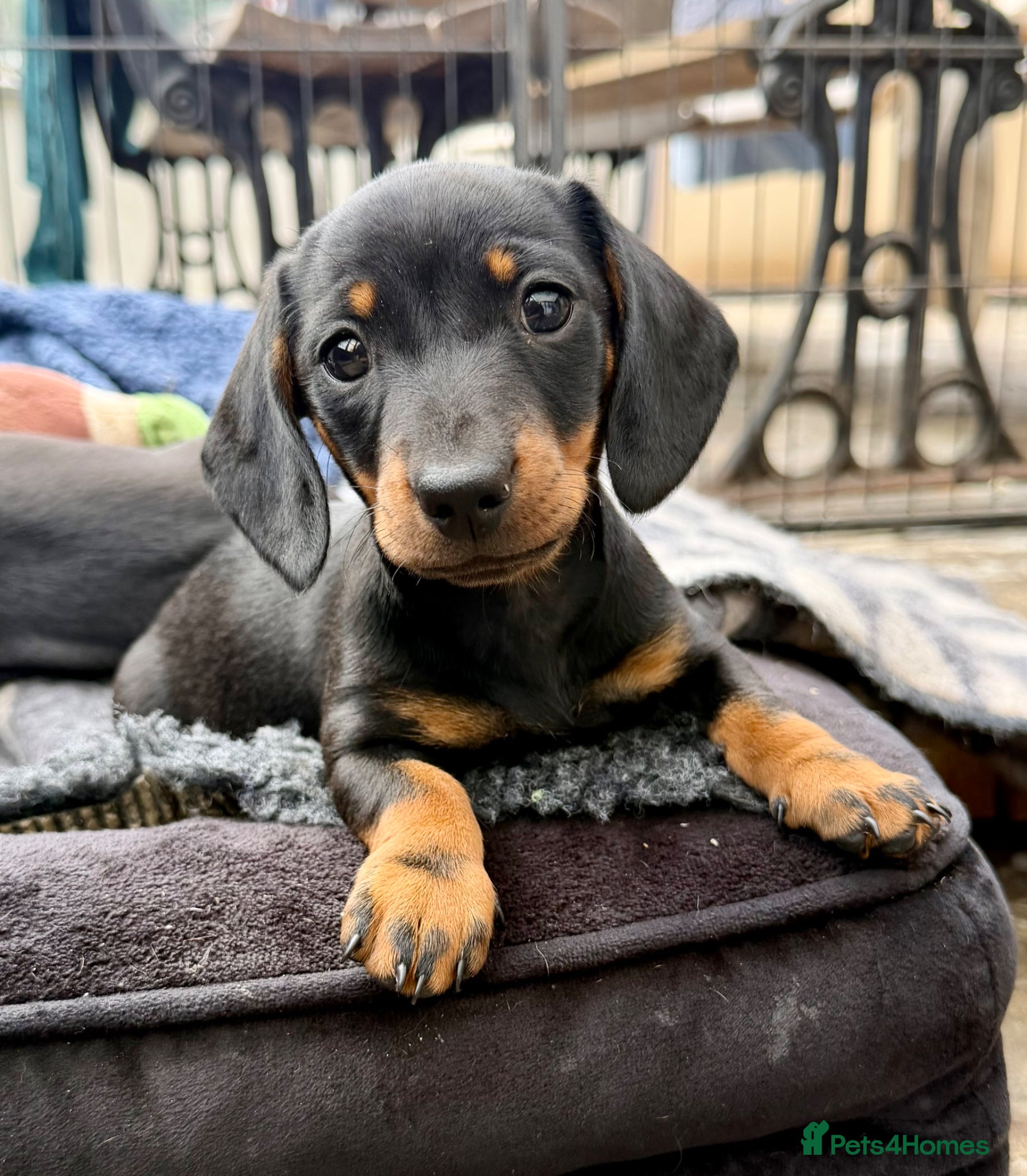 Miniature Dachshund dogs Last of the sausage squad – gorgeous little boy! - Advert 1