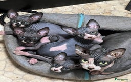 Sphynx cats for sale: 2 girls & 2 boys for sale  - Advert 10