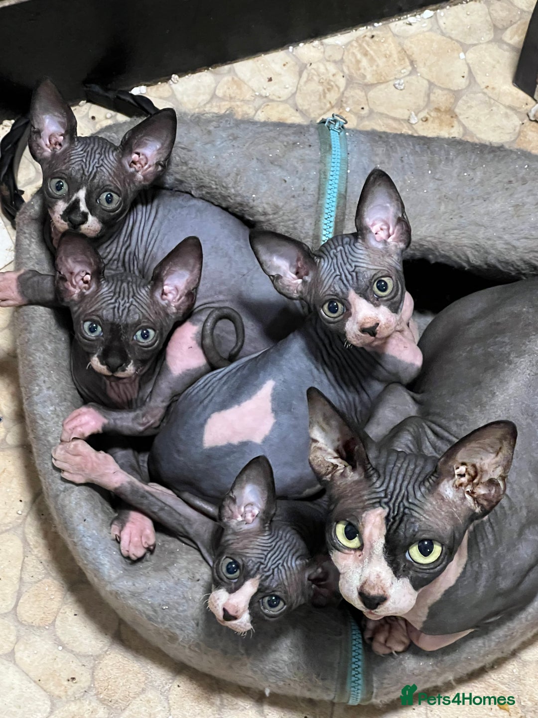 Sphynx cats for sale: 2 girls & 2 boys for sale  - Advert 10