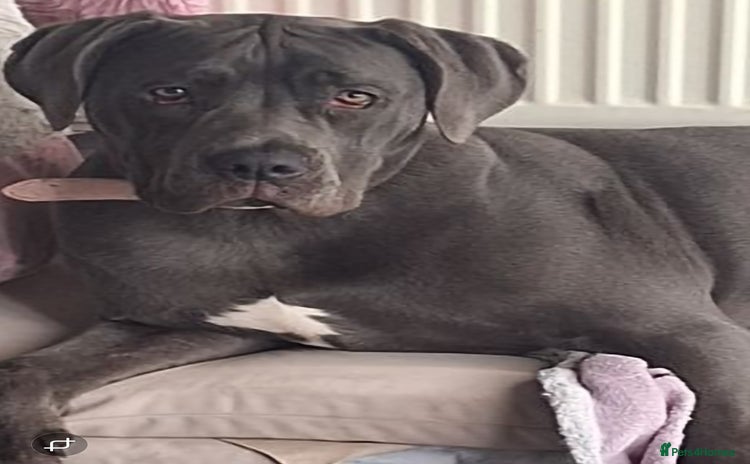 Cane Corso dogs - Advert 7