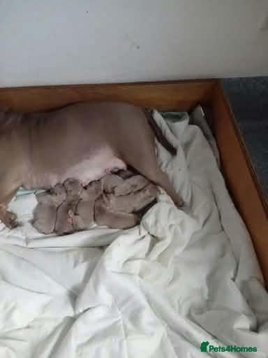 American Bully dogs American pocket bully pups - Advert 8