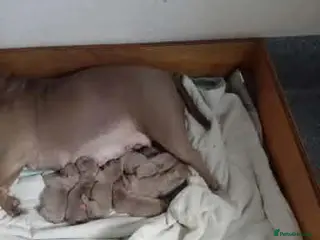 American Bully dogs American pocket bully pups - Advert 4
